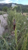 Zygaena sarpedon