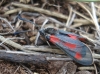 Zygaena sarpedon