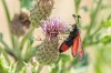 Zygaena sarpedon