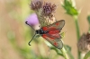 Zygaena sarpedon