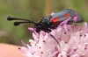Zygaena sarpedon