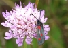 Zygaena sarpedon