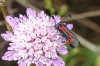 Zygaena sarpedon