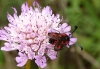 Zygaena sarpedon