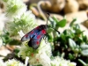 Zygaena sarpedon