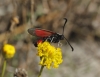 Zygaena sarpedon