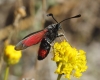 Zygaena sarpedon