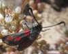 Zygaena sarpedon