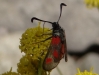 Zygaena sarpedon