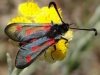 Zygaena sarpedon