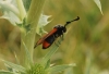 Zygaena sarpedon