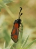 Zygaena sarpedon