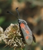 Zygaena sarpedon