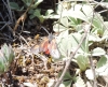Zygaena sarpedon