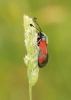 Zygaena sarpedon