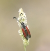 Zygaena sarpedon