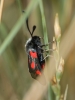 Zygaena sarpedon