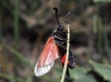 Zygaena sarpedon