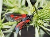 Zygaena sarpedon