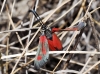Zygaena sarpedon