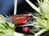 Zygaena sarpedon
