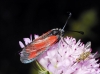 Zygaena sarpedon