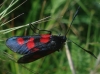 Zygaena sp.