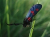 Zygaena sp.