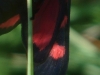 Zygaena sp.
