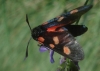 Zygaena sp.