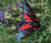Zygaena sp.