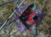 Zygaena sp.