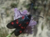 Zygaena sp.