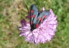Zygaena sp.