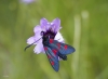 Zygaena sp.