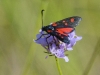Zygaena sp.