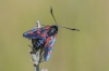 Zygaena sp.