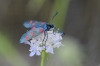 Zygaena sp.
