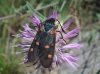 Zygaena sp.