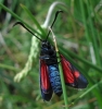 Zygaena sp.