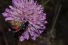 Zygaena sp.