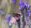 Zygaena sp.