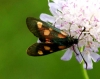 Zygaena sp.