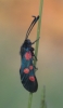 Zygaena sp.
