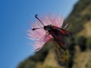 Zygaena sp.