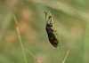 Zygaena sp.
