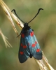 Zygaena sp.