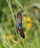 Zygaena sp.