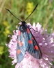 Zygaena sp.