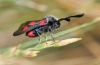 Zygaena sp.